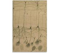 ZZYGGN GMGSW Santiago Ramón Y Cajal Dibujo Neurona Póster e Impresiones Cerebro Neurona Pintura Santiago Ramón Y Cajal Lienzo Arte de Pared Decoración del Hogar 50x75cm Sin Marco