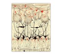 ZZYGGN GMGSW Santiago Ramón Y Cajal Neuron Dibujo Póster Y Grabados Arte De Pared Vintage Santiago Ramón Y Cajal Pintura En Lienzo Decoración del Hogar Arte De Pared 40x60cm Sin Marco